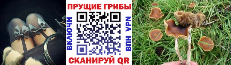 где найти   Верхоянск  Галлюциногенные грибы Psilocybe 
